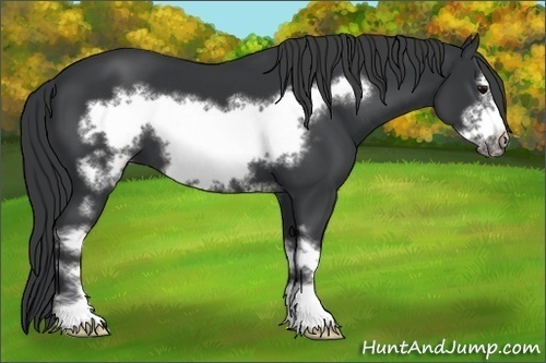 Horse Color:White Spotted Black Frame 