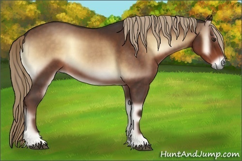 Horse Color:Liver Red Onyx Sabino 
