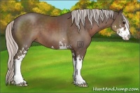 Horse Color:Silver Black Sabino 