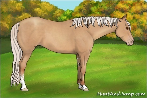 Horse Color:Silver Classic Champagne Sabino 