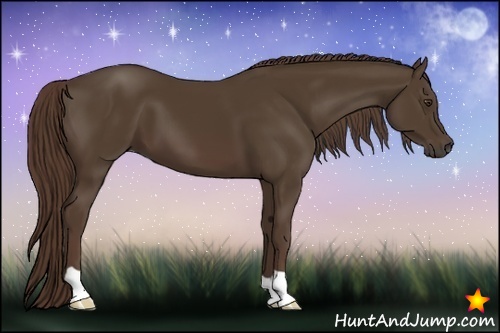 Horse Color:Liver Chestnut
