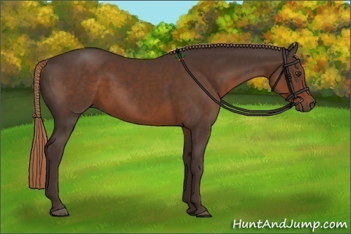 Horse Color:Liver Chestnut 