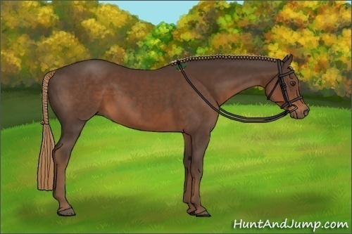 Horse Color:Liver Chestnut 