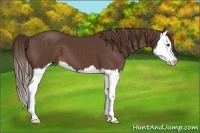 Horse Color:Liver Chestnut Splash 