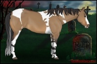 Horse Color:Bay Dun Splash Tobiano 