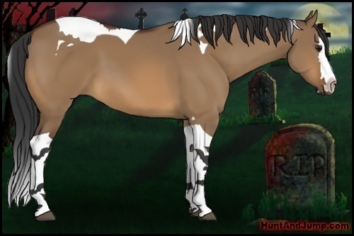 Horse Color:Bay Dun Splash Tobiano 