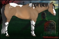 Horse Color:Bay Dun Splash Tobiano 