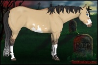 Horse Color:Bay Dun Splash Frame