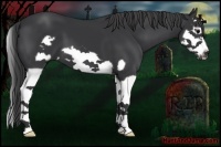 Horse Color:Black Splash Frame 