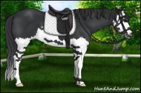 Horse Color:Black Splash 