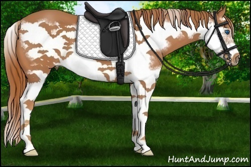 Horse Color:Chestnut Splash Frame 