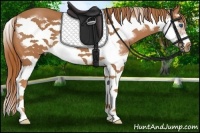 Horse Color:Chestnut Splash Frame