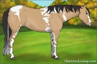 Horse Color:Bay Dun Splash Tobiano 