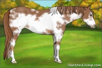 Horse Color:White Spotted Chestnut Sabino Frame 
