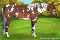 Horse Color:White Spotted Bay 