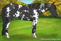 Horse Color:White Spotted Black