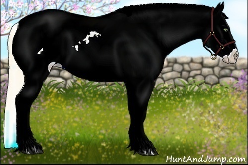 Horse Color:Gold Champagne Roan Appaloosa 