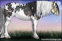 Horse Color:White Spotted Brown Splash Rabicano 