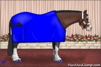 Horse Color:Bay Sabino