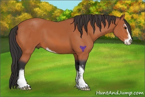 Horse Color:Bay Sabino 