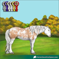 Horse Color:Silver Brown Pearl Sabino Splash 