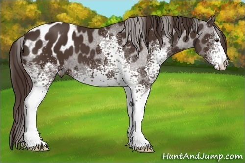 Horse Color:White Spotted Liver Chestnut Appaloosa 