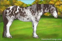 Horse Color:White Spotted Liver Chestnut Appaloosa 