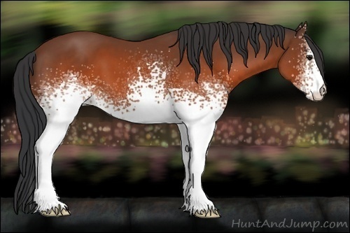 Horse Color:White Spotted Brown 