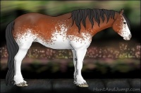 Horse Color:White Spotted Brown 