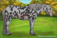 Horse Color:Brown Appaloosa