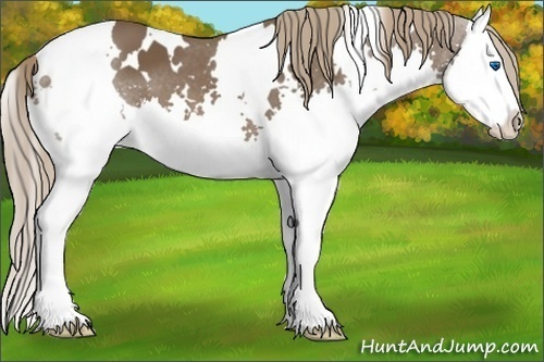 Horse Color:White Spotted Liver Chestnut Sabino Splash