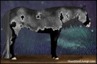 Horse Color:Black Ice Splash 