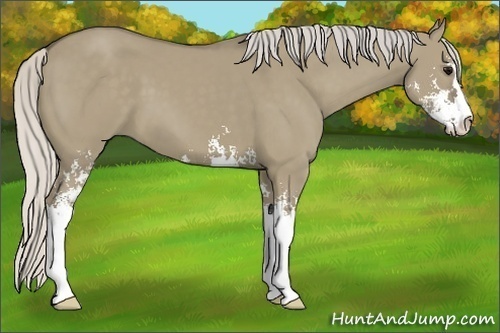 Horse Color:Silver Smoky Grullo Sabino