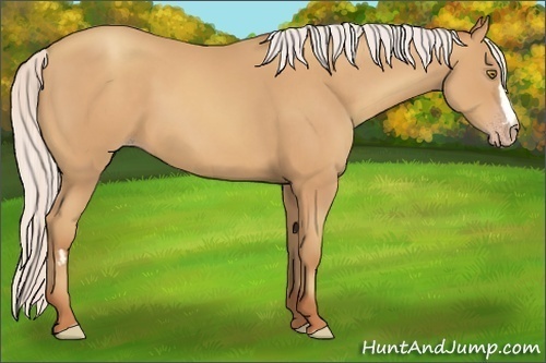 Horse Color:Silver Amber Champagne Frame 