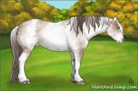 Horse Color:White Spotted Classic Champagne