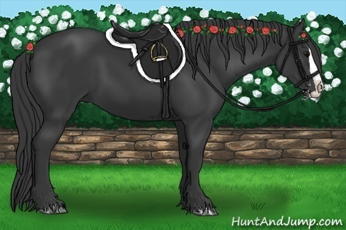 Horse Color:Black Splash 