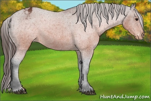 Horse Color:Brown Appaloosa
