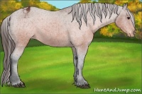 Horse Color:Brown Appaloosa