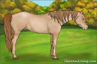 Horse Color:Chestnut Pearl