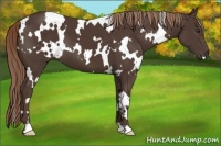 Horse Color:White Spotted Liver Chestnut 