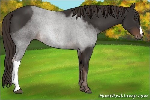 Horse Color:Liver Chestnut 