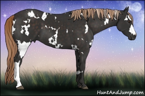 Horse Color:White Spotted Liver Chestnut 