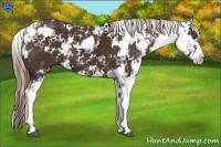 Horse Color:Liver Chestnut Sabino