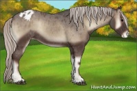 Horse Color:Silver Blue Onyx Varnish
