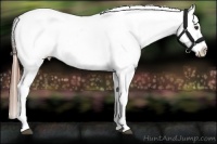 Horse Color:Chestnut Appaloosa 