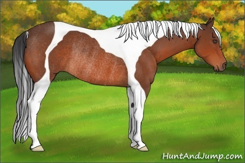 Horse Color:Bay Tobiano Rabicano 