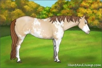 Horse Color:Bay Pearl Dun Sabino