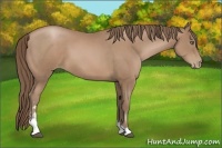 Horse Color:Black Pearl Sabino