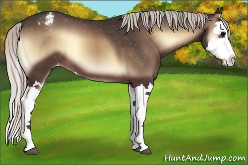 Horse Color:Silver Bay Onyx Splash Appaloosa 