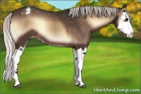 Horse Color:Silver Bay Onyx Splash Appaloosa 